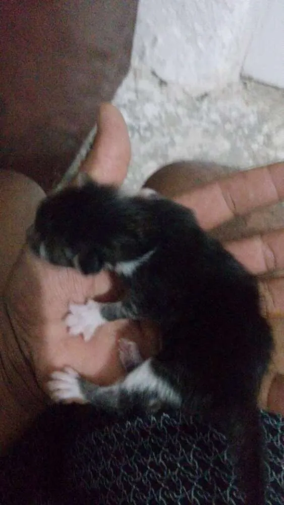 Gato ra a  idade Abaixo de 2 meses nome Sem nome definido