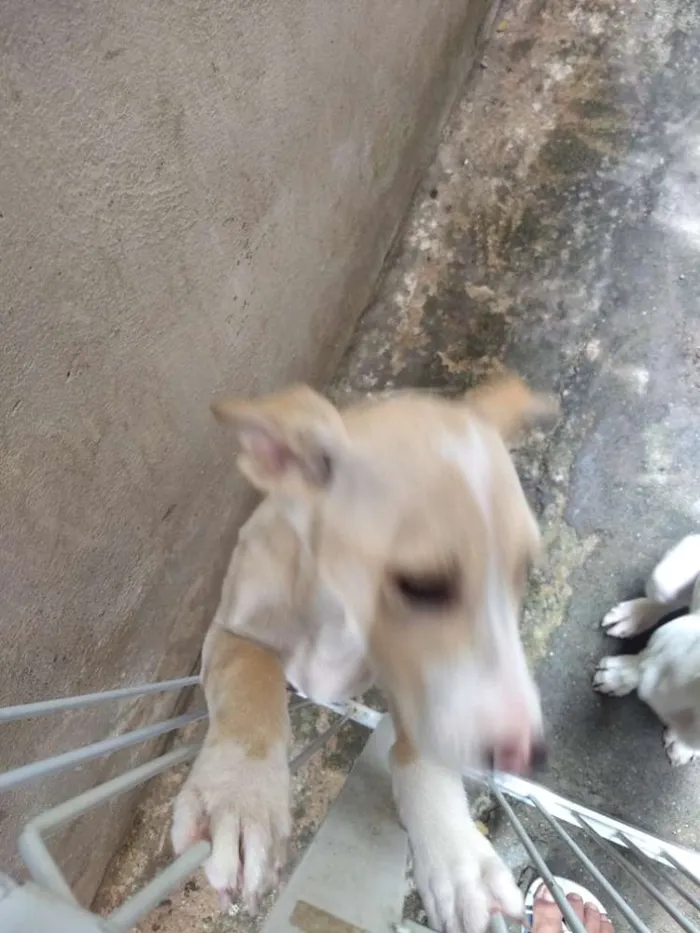 Cachorro ra a Indefinida idade 7 a 11 meses nome Branca