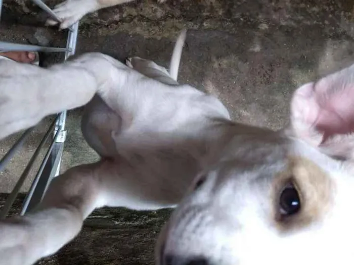 Cachorro ra a Indefinida idade 7 a 11 meses nome Branca