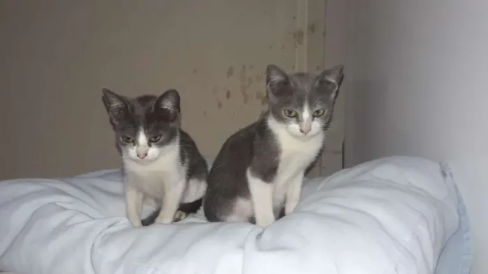 Gato ra a SRD idade 2 a 6 meses nome Gatucha e Mimoso