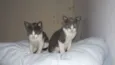 Gatucha e Mimoso