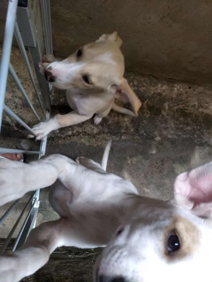 Cachorro ra a Indefinida idade 7 a 11 meses nome Branca e benjim