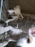 Branca e benjim