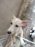 Branca e benjim