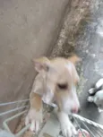 Branca e benjim
