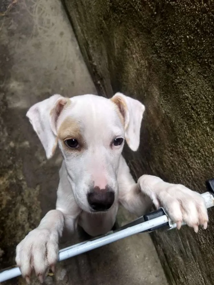 Cachorro ra a Indefinida idade 7 a 11 meses nome Branca e benjim
