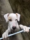 Branca e benjim