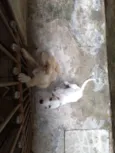 Branca e benjim