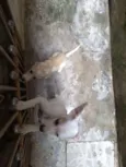 Branca e benjim