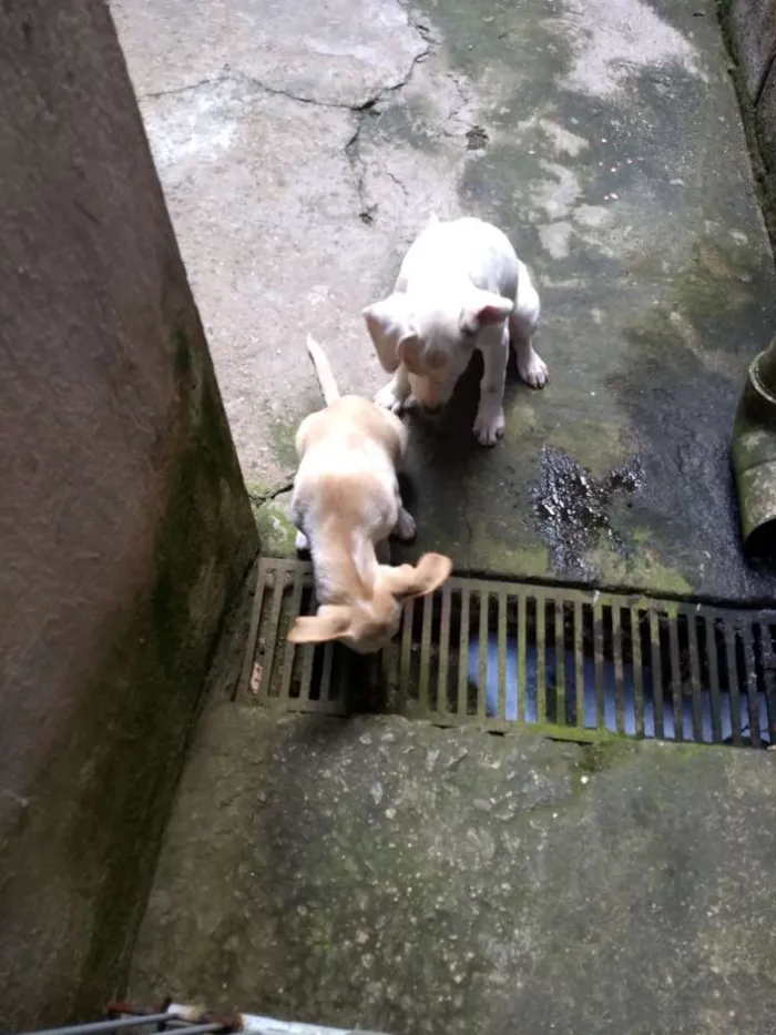 Cachorro ra a Indefinida idade 7 a 11 meses nome Branca e benjim
