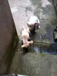 Branca e benjim