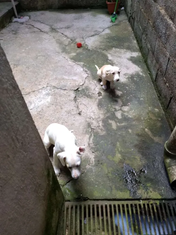 Cachorro ra a Indefinida idade 7 a 11 meses nome Branca e benjim