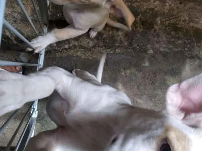 Cachorro ra a Indefinida idade 7 a 11 meses nome Branca e benjim