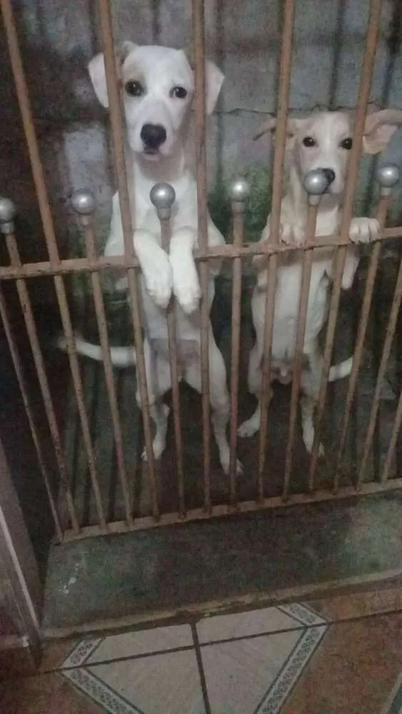 Cachorro ra a Indefinida idade 7 a 11 meses nome Branca e benjim