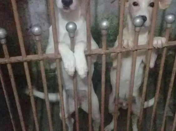 Cachorro ra a Indefinida idade 7 a 11 meses nome Branca e benjim