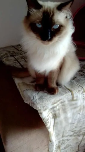 Gato raça Siamês idade 4 anos nome Linda