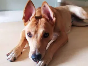 Cachorro raça Srd idade 7 a 11 meses nome Polly