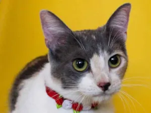 Gato raça SRD idade 1 ano nome BISCUIT