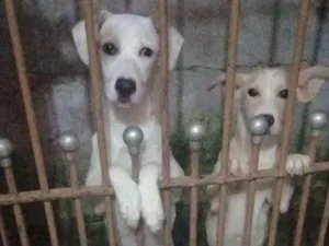Cachorro raça Indefinida idade 7 a 11 meses nome Branca e benjim