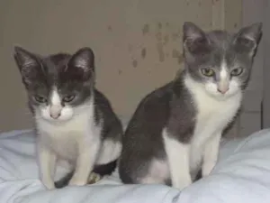 Gato raça SRD idade 2 a 6 meses nome Gatucha e Mimoso