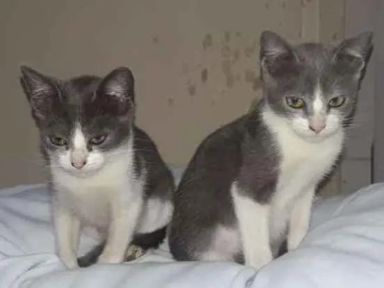 Gato ra a SRD idade 2 a 6 meses nome Gatucha e Mimoso