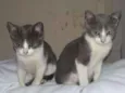 Gatucha e Mimoso