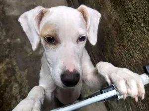 Cachorro raça Indefinida idade 7 a 11 meses nome Branca