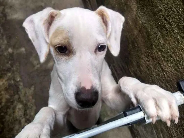 Cachorro ra a Indefinida idade 7 a 11 meses nome Branca