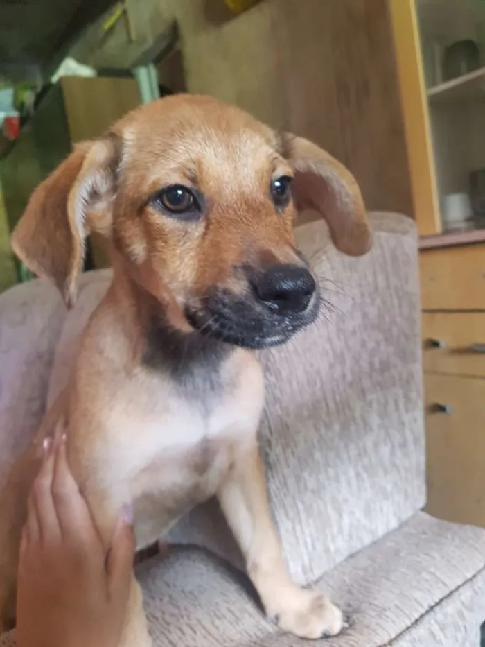 Cachorro ra a Viralata idade 2 a 6 meses nome Amora 