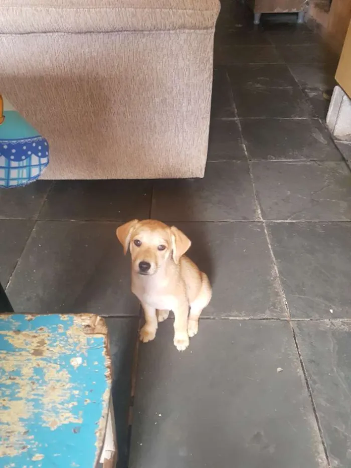 Cachorro ra a Viralata idade 2 a 6 meses nome Cristal