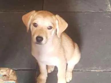 Cachorro ra a Viralata idade 2 a 6 meses nome Cristal