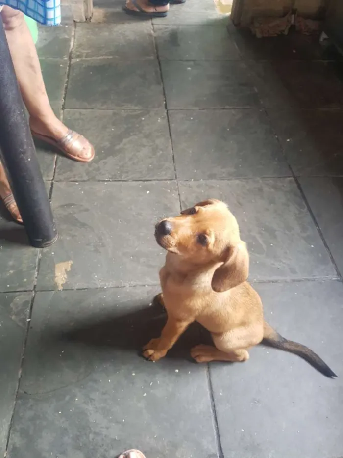 Cachorro ra a Viralata idade 2 a 6 meses nome Nick