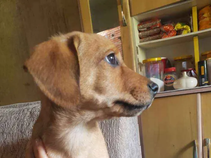 Cachorro ra a Viralata idade 2 a 6 meses nome Nick