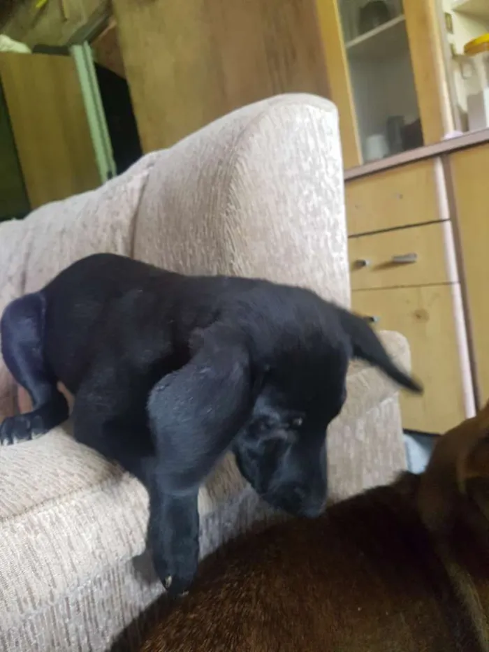 Cachorro ra a Viralata idade 2 a 6 meses nome Max