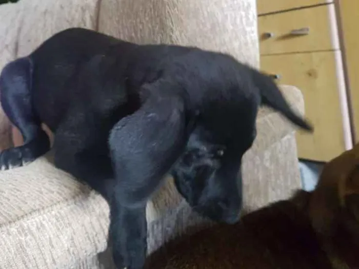 Cachorro ra a Viralata idade 2 a 6 meses nome Max