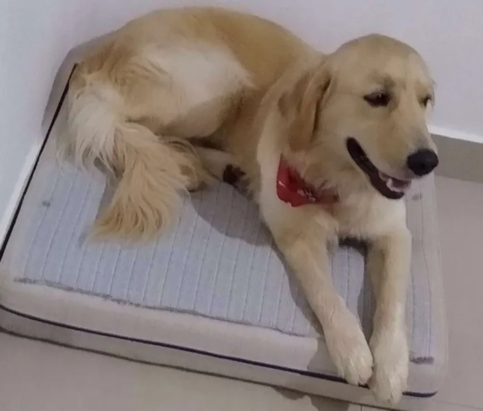 Cachorro ra a Golden Retriver idade 1 ano nome Bartholomeu