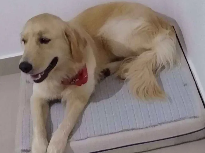 Cachorro ra a Golden Retriver idade 1 ano nome Bartholomeu