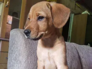 Cachorro raça Viralata idade 2 a 6 meses nome Nick