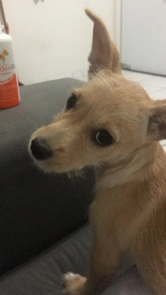 Cachorro raça SRD idade 2 a 6 meses nome Mel