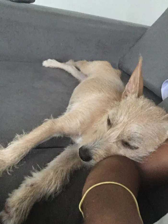 Cachorro raça SRD idade 2 a 6 meses nome Mel