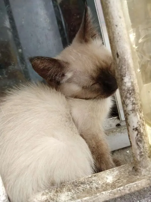 Gato ra a Não Definida idade 2 a 6 meses nome Sem Nome