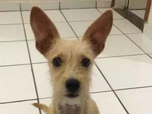 Cachorro raça SRD idade 2 a 6 meses nome Mel