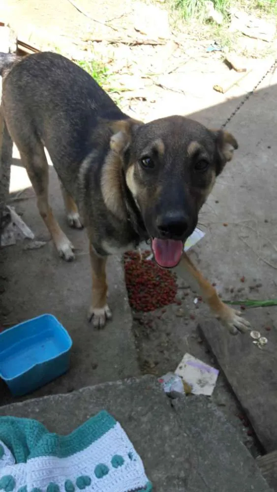 Cachorro ra a indefinida idade 2 a 6 meses nome  Sansão