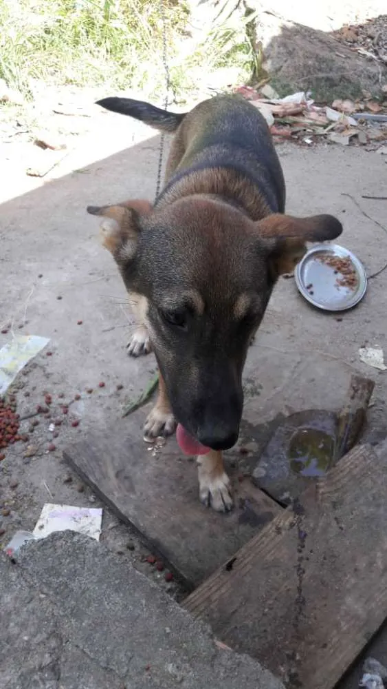 Cachorro ra a indefinida idade 2 a 6 meses nome  Sansão