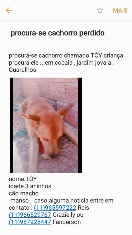 Cachorro ra a vira lata idade 5 anos nome toy