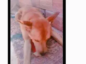 Cachorro raça vira lata idade 5 anos nome toy