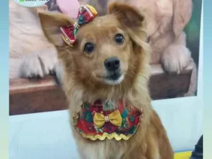 Cachorro raça Indefinida idade 6 ou mais anos nome Nina