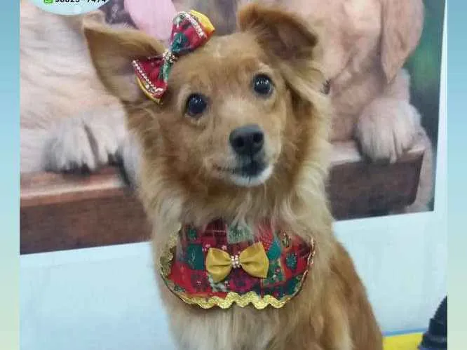 Cachorro ra a Indefinida idade 6 ou mais anos nome Nina