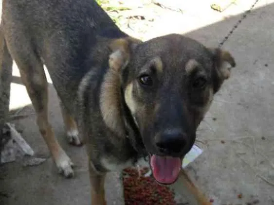 Cachorro ra a indefinida idade 2 a 6 meses nome  Sansão