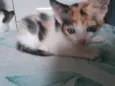 Pintadinha